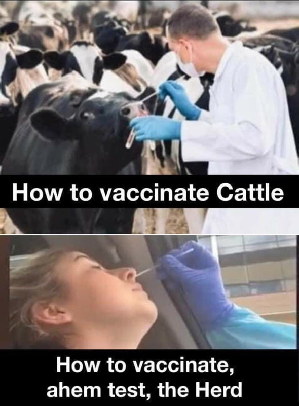 How to vaccinate cattle